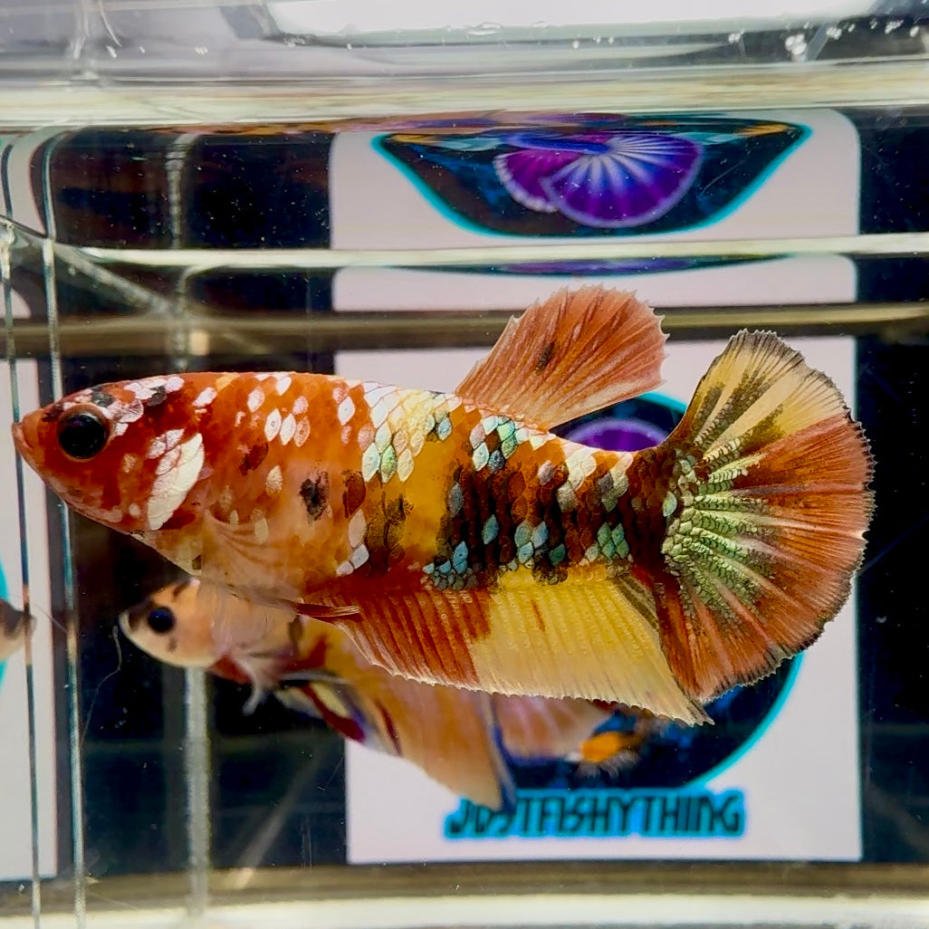 Nemo Copper multicolor - Female betta M60