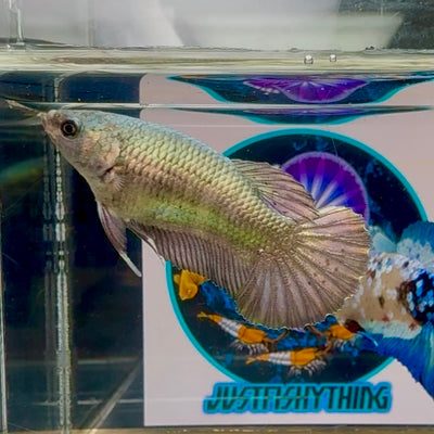 Super Copper Plakat - Female betta M06