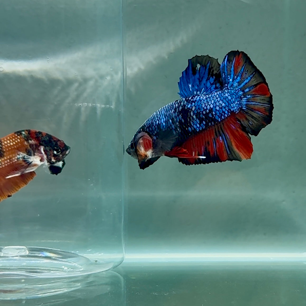 Plakat Avatar Nemo Galaxy Male Betta #Au18