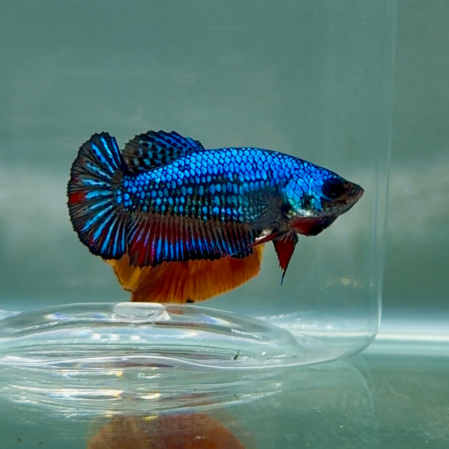 Plakat Alien Samurai Female Betta #Au30