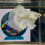 Dumbo White Halfmoon - Male Betta M41