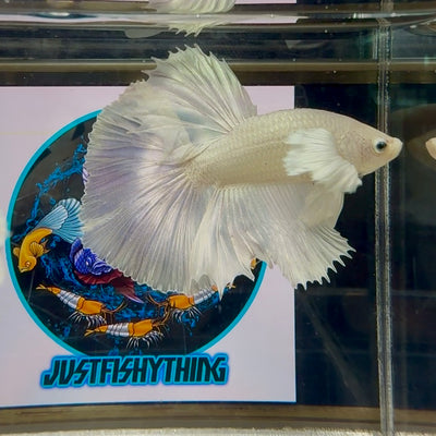 Dumbo White Halfmoon - Male Betta M41