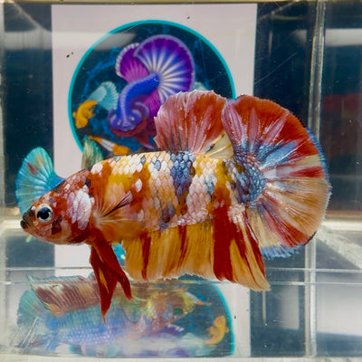 Koi Multicolor - Male Betta M59