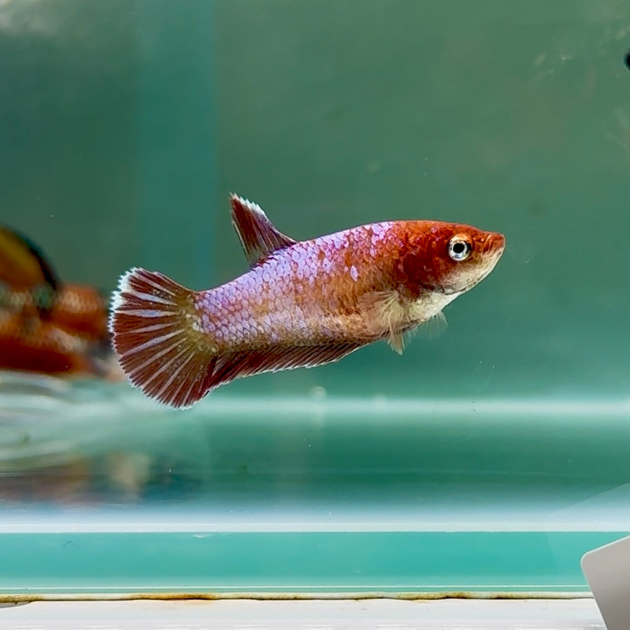 Plakat Barongsai Female Betta #Au11