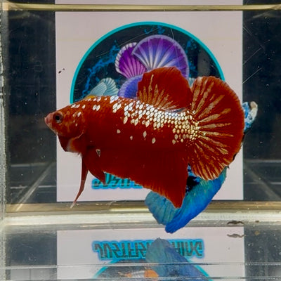 Red Gold Stardust (with white light) Plakat - Male Betta M23