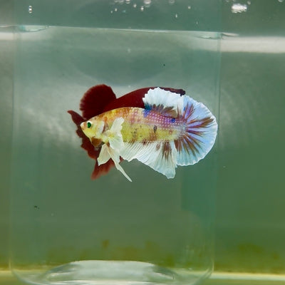 Plakat Dumbo Koi Multicolor Green Eye Male Betta #M113