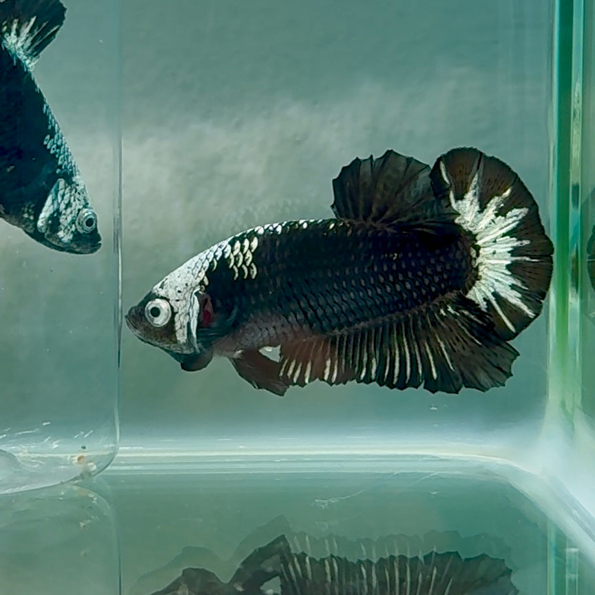 Plakat Black Samurai mask Male Betta #Au66