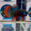 Wild Imbellis J21 Plakat - Male Betta