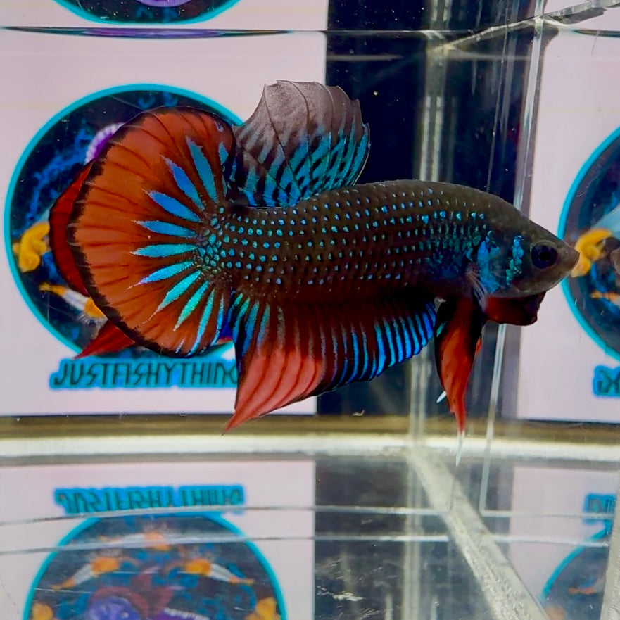 Wild Imbellis J21 Plakat - Male Betta