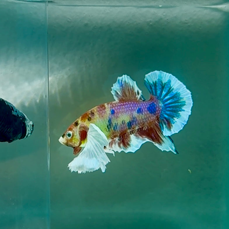 Plakat Dumbo Koi Multicolor Green Eye - Male Betta #Au55