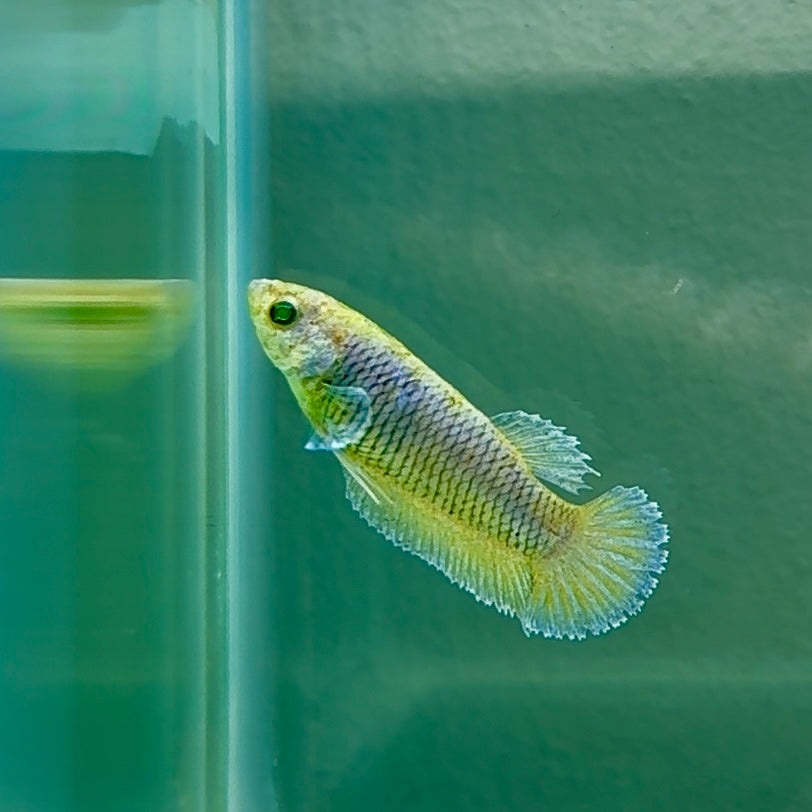Plakat Blue Vanda Green Eye Female Betta #Au41