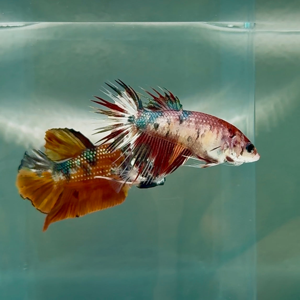 Crowtail Koi Multicolor Female Betta #Au16