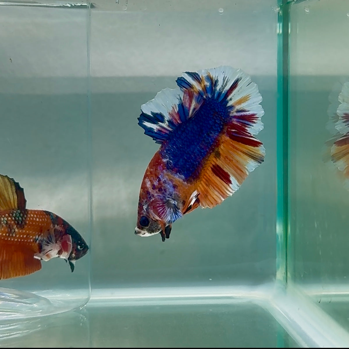 Plakat Nemo Multicolor Male Betta #Au87
