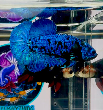 Avatar Blackblue Plakat - Male Betta M12