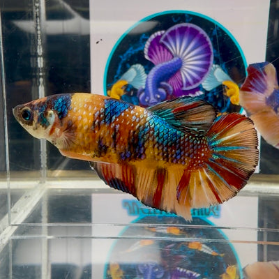 Multicolor metallic - Female betta M61