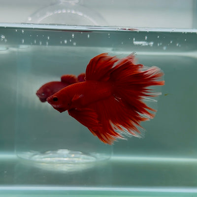 Halfmoon AOC Red Male Betta #M18