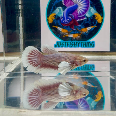 Dumbo Lavender Halfmoon - Female betta M23
