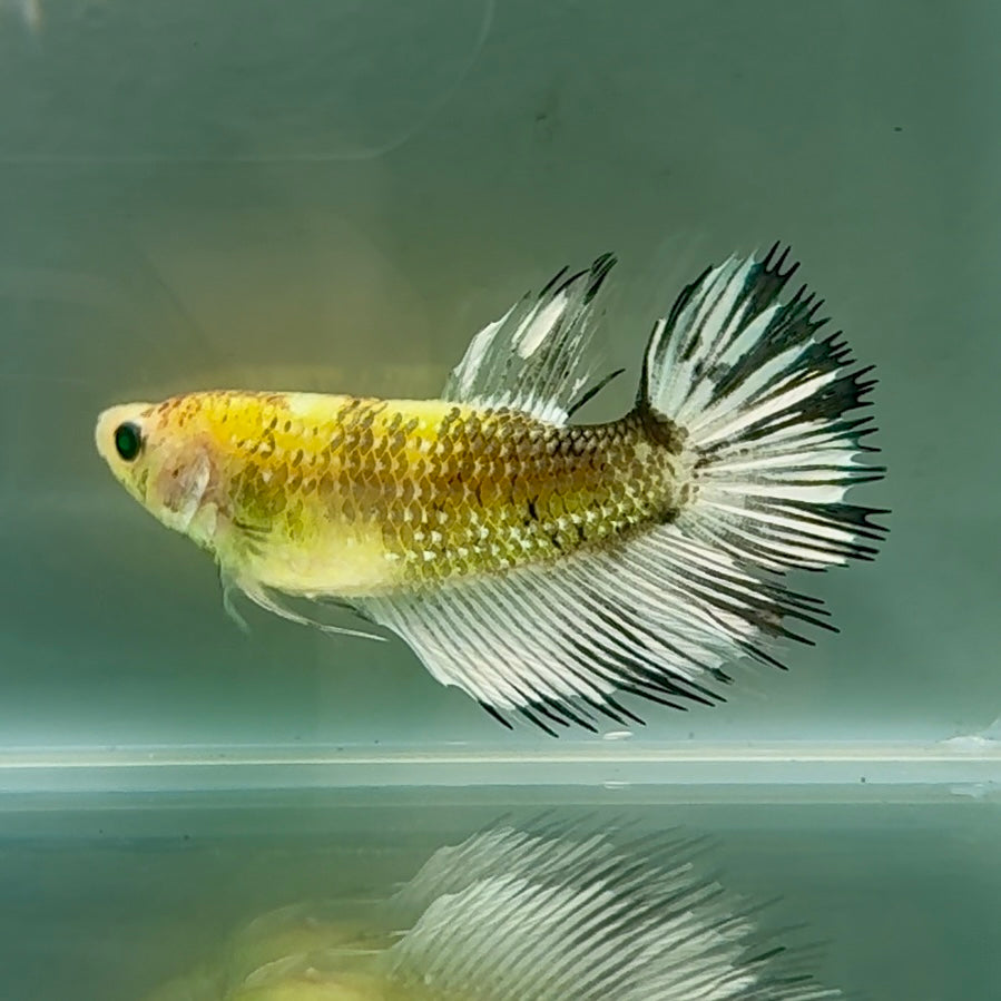 Crowtail Koi Green Eye Female Betta #Au38