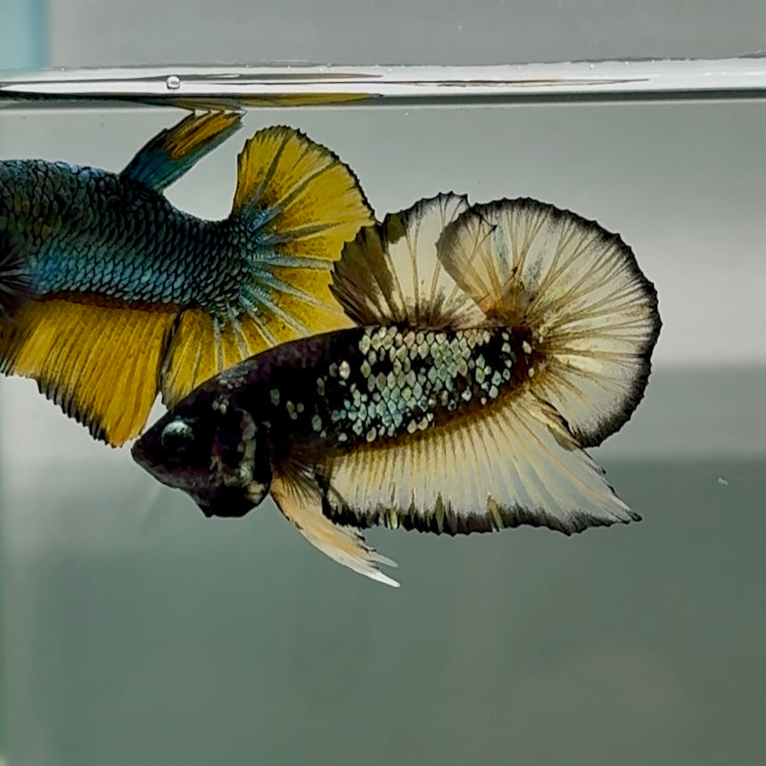 Plakat Black Yellow Galaxy Male Betta #Se19