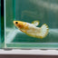 Plakat Yellow Fancy Copper Female Betta #Au59