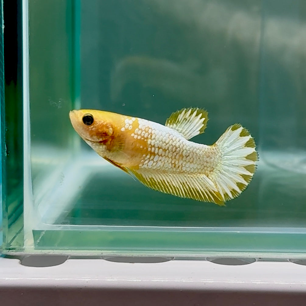 Plakat Yellow Fancy Copper Female Betta #Au59