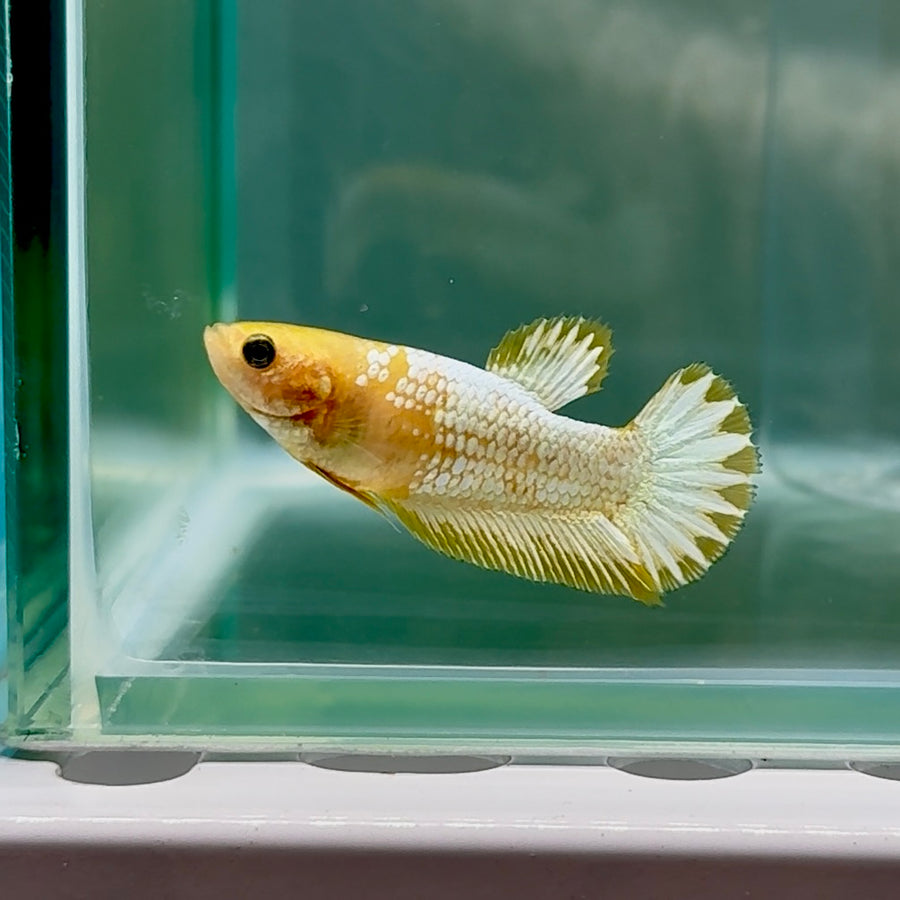 Plakat Yellow Fancy Copper Female Betta #Au59