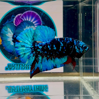 Avatar Blackblue Stardust Plakat - Male Betta M05