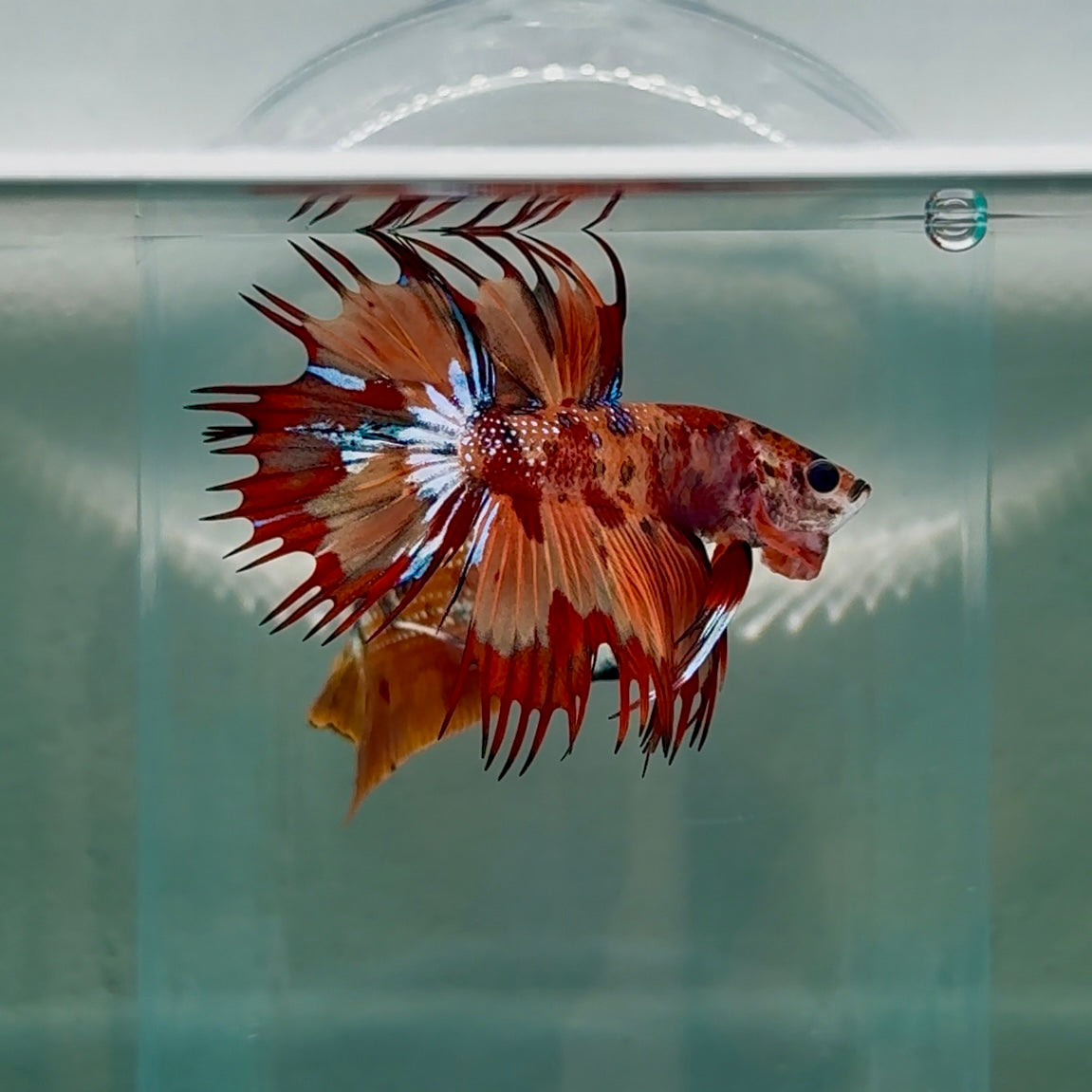 Crowtail Koi Multicolor Male Betta #Au15