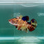 Plakat Koi Orange Giant Female Betta #Ju09