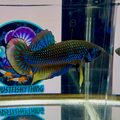 Wild Imbellis J58 Plakat - Male Betta