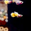 Yellow Koi Glass Belly Ribbon Short Body - Guppy