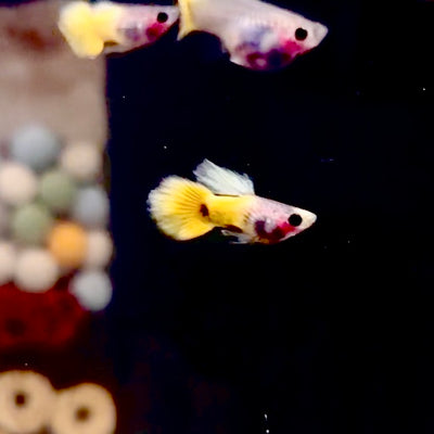 Yellow Koi Glass Belly Ribbon Short Body - Guppy