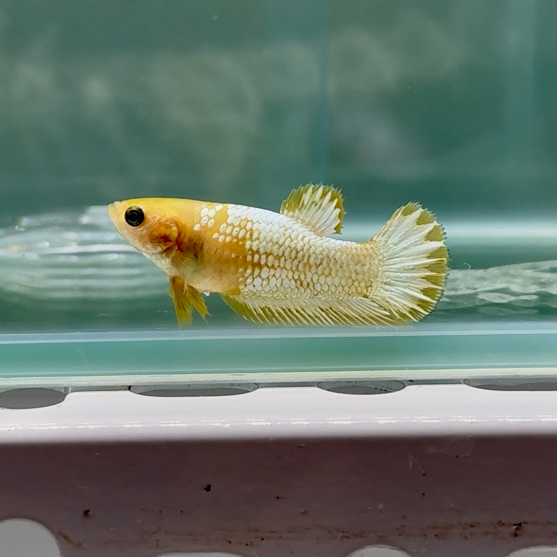 Plakat Yellow Fancy Copper Female Betta #Au59