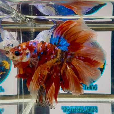 Nemo Classic Multicolor Halfmoon - Male Betta M24