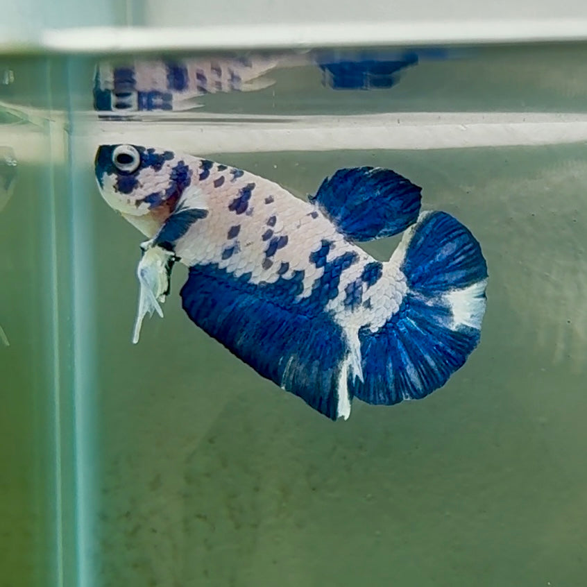 Plakat Marble Dot Male Betta #Au45