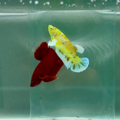 Plakat Dumbo Koi Multicolor Green Eye Female Betta #M123