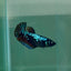 Plakat Blue Samurai Female Betta #Au08