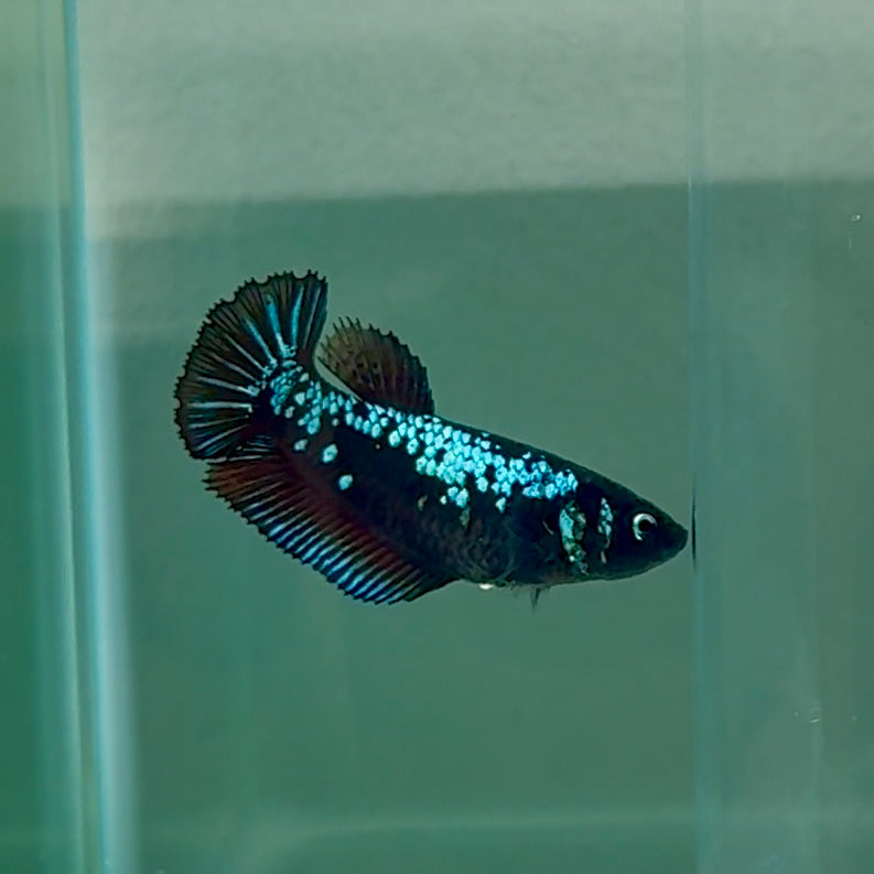 Plakat Blue Samurai Female Betta #Au08