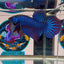 Wild Mahachai Blue - Male Betta A15
