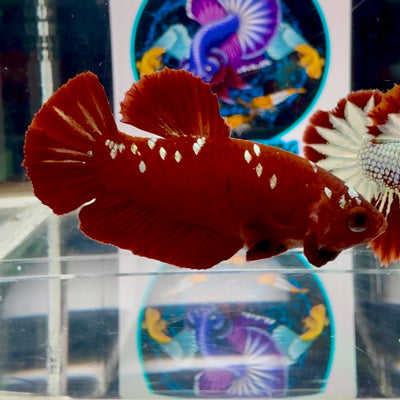 Red Gold Galaxy Plakat - Male Betta M35