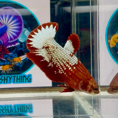 Red Fancy Copper Startail Plakat - Female betta M37