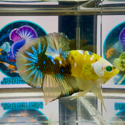 Koi Yellow green eye- Male Betta M50