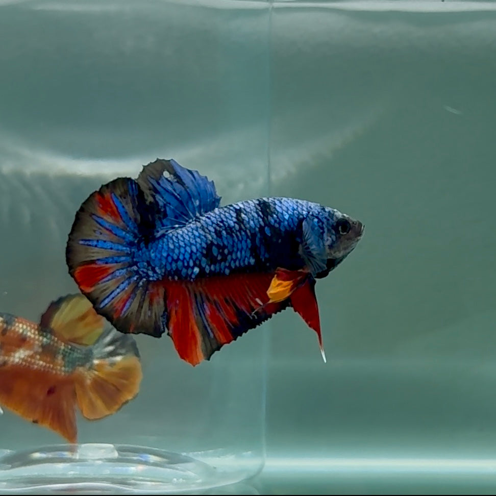 Plakat Avatar Nemo Galaxy Male Betta #Au18