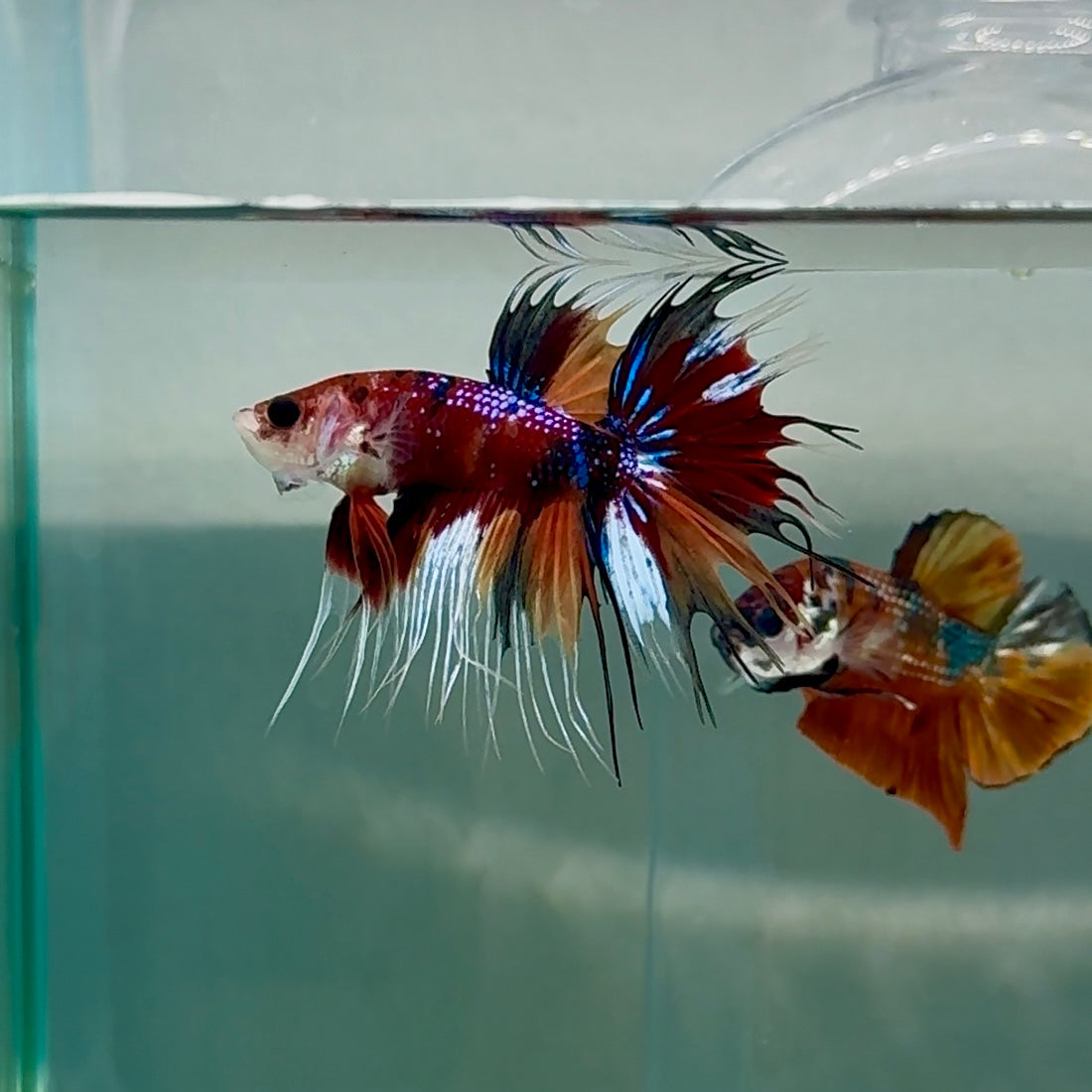 Crowtail Koi Multicolor Male Betta #Au23
