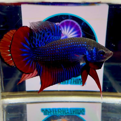 Wild Imbellis J56 Plakat - Male Betta