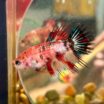 Koi Red Halfmoon Crowntail - Female Betta 084