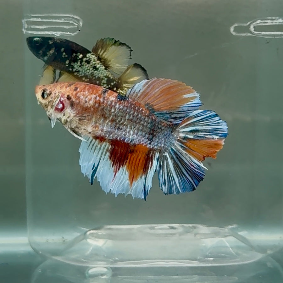 Halfmoon Koi Multicolor Metallic Female Betta #Se04