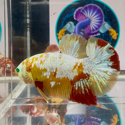 Nemo Classic green eye white scales - Male Betta M53