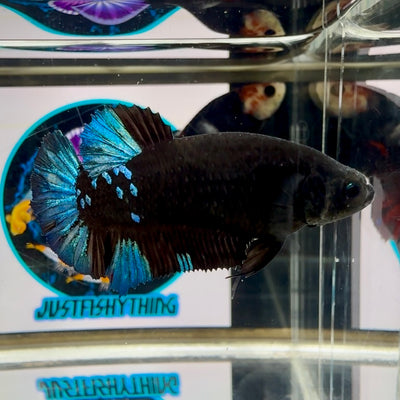 Avatar Blackblue Plakat - Female betta M13