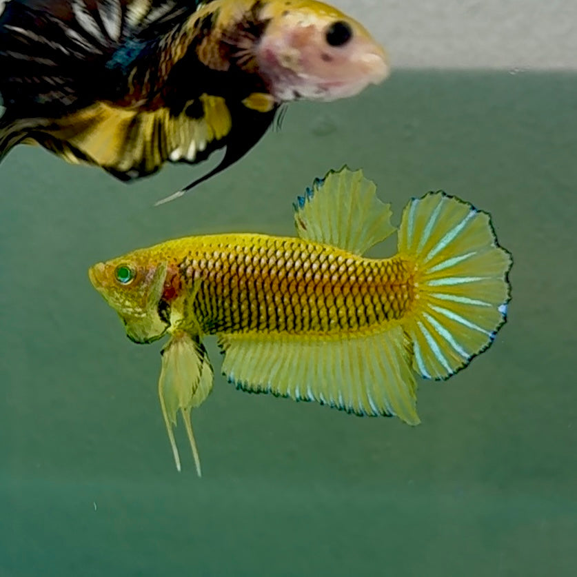 Plakat Mustard Yellow Neon Male Betta #Se11